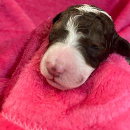 Bernedoodle and Labradoodle Puppies from Huser Doodle
