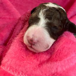 Bernedoodle and Labradoodle Puppies from Huser Doodle