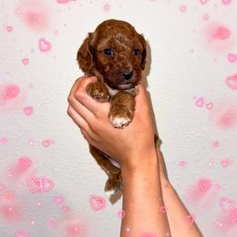 Daisy - Red  female Poodle puppy in Kissimmee, Florida from Poodle Doodle Kennels