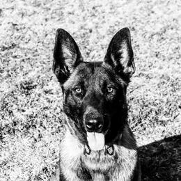 Belgian Malinois from Zwart Masker Malinois
