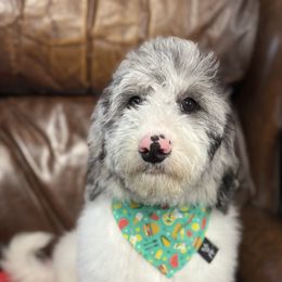 Swiss - Merle female Goldendoodle puppy in Rose Hill, North Carolina from Red Door Canines