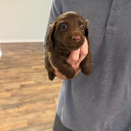 Eva - Chocolate female Dachshund puppy in Celina, Texas from Oak Bridge Farm