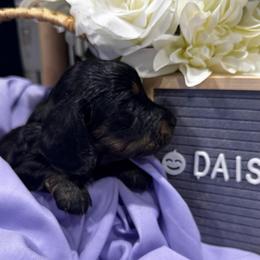 Daisy - Brindle female Dachshund puppy in Asheboro, North Carolina from With Love From Maggie
