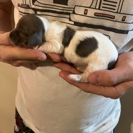 AKC Blue based Red Piebald - Blue and tan male Dachshund puppy in Gainesville, Florida from Mini Dots Mini Dachshunds