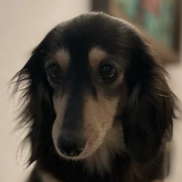 Dachshunds from Desert Dynasty