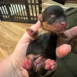 Joy - Black and tan female Yorkshire Terrier puppy in Winder, Georgia from Empire Yorkies