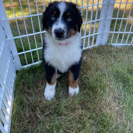Australian Shepherd Puppies from LIT Aussies