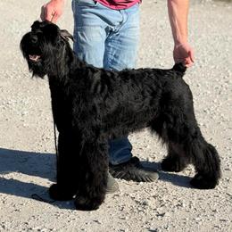 Liza - Giant Schnauzer