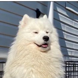 Kubos - Samoyed