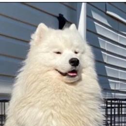 Kubos - Samoyed