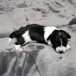 BooBoo - Piebald female Dachshund puppy in Piqua, Ohio from Happy Tails Doxie's