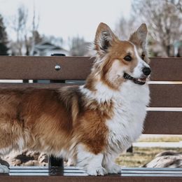 Finley - Pembroke Welsh Corgi