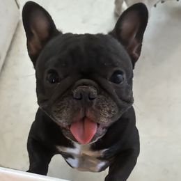 Lucy - French Bulldog