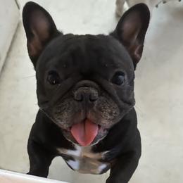 Lucy - French Bulldog