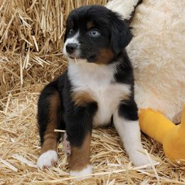 Miniature Australian Shepherds from Darcie's Mini Aussies