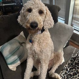 Luna - Goldendoodle