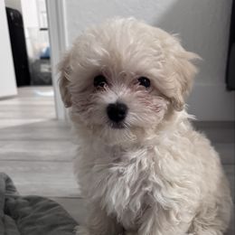 Rolly - Cream male Maltipoo puppy in Hollywood, Florida from Iuliia's puppies