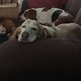 Basset Hound All Grown Up from ZephyrMoore Bassets