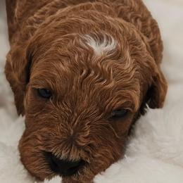 Jessie - Red female Cavapoo puppy in Glendale, Arizona from Cool Cavapoos