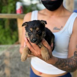 Venus - Black and red female German Shepherd puppy in Lake Charlse, Louisiana from Dettaalpha Kennels