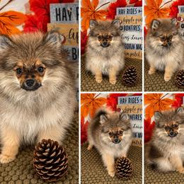 AKC Teddy - Wolf sable male Pomeranian puppy in Byron, Georgia from Tracys Pom Palace