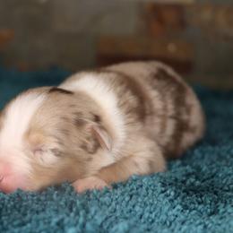 Nicole's RMM - Red merle male Miniature Australian Shepherd puppy in Goliad, Texas from Sassy Lil Aussies and Diamond W Poodles