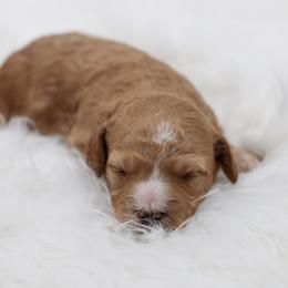 Pink collar - Apricot female Poodle puppy in Edmond, Oklahoma from The Redbud Roost