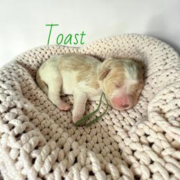 Toast - Parti male Goldendoodle puppy in Lakeland, Florida from Golden Creek Doodles