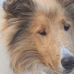 Boy 1 - Sable and white Collie puppy in Newtown, Connecticut from Lakewinds Collies & Bulldogs