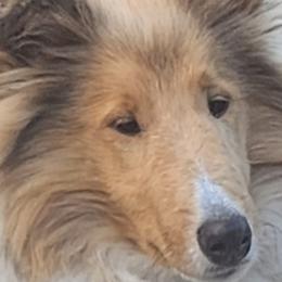 Boy 1 - Sable and white Collie puppy in Newtown, Connecticut from Lakewinds Collies & Bulldogs
