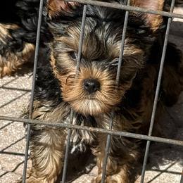 Rocky - Blue and gold male Yorkshire Terrier puppy in Trinity, Florida from Sassyville Yorkies