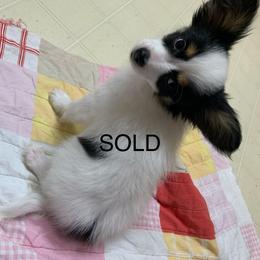 Little Man - White black and tan male Papillon puppy in Lake Wales, Florida from Juli