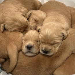 Girl 1 - Dark golden female Golden Retriever puppy in Joliet, Illinois from Breezewood Kennel