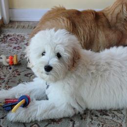 Bernedoodle, Goldendoodle, and Labradoodle Puppies from Apple Creek Doodles