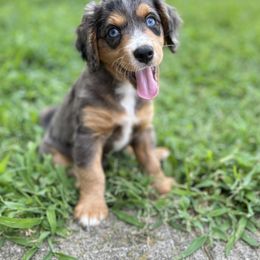Aussiedoodle Puppies from Casee Wisniewski