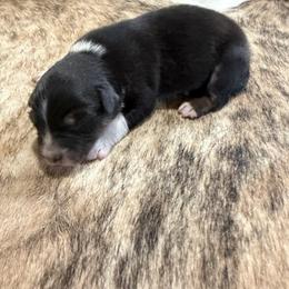 BISCUIT - Black tri-color male Australian Shepherd puppy in Pendleton, Oregon from High West Aussies