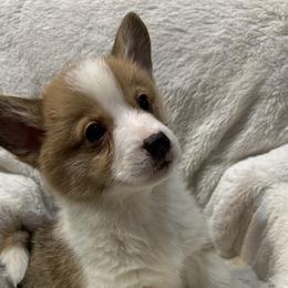 Frosty - Red Pembroke Welsh Corgi puppy in Washington from KB Corgis
