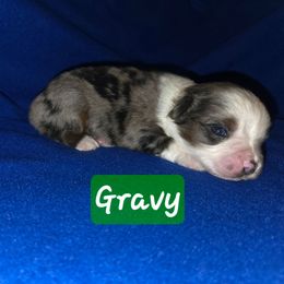 Gravy - Blue merle male Toy Australian Shepherd puppy in Forney, Texas from Texas Talent Toy Aussie's