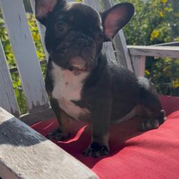 Phoenix - Black and tan male French Bulldog puppy in Waitts Lake, Washington from Best Friend standard Frenchies