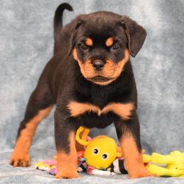 Dixie - Black and mahogany female Rottweiler puppy in Catawissa, Pennsylvania from Sharp Ridge Rottweilers