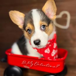 Holstein-Mismark - White and black male Pembroke Welsh Corgi puppy in Benton, Arkansas from High Cotton Corgis