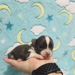 Tiny blue white boy - Blue and white male Chihuahua puppy in Richmond, Virginia from Breens