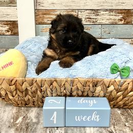 German Shepherd Puppies from Aus Dem Meer