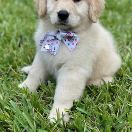 Golden Retriever Puppies from All shades Golden