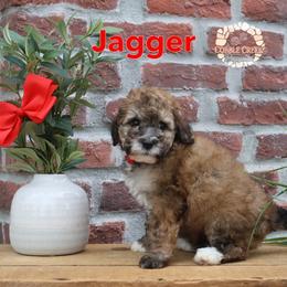 Jaggar - Sable male Bernedoodle puppy in Heyworth, Illinois from Cobble Creek Puppies