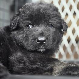 Bono - male Shiloh Shepherd puppy in Anza, California from Stunning Shiloh Shepherds
