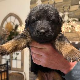 1st Pick - Black and red female German Shepherd puppy in Snohomish, Washington from Wataha Shepherds