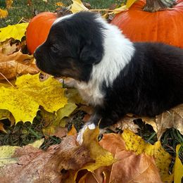 Wednesday - Black tri-color female Australian Shepherd puppy in Saint Maries, Idaho from North Idaho Aussies