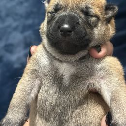 Renji- lotus ruler - Red male Shiba Inu puppy in Lehigh Acres, Florida from SWFL Happy Dogs