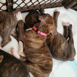 Boxer Puppies from Keen Boxers